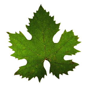 300x293 Vineyard Clipart Grape Leaf
