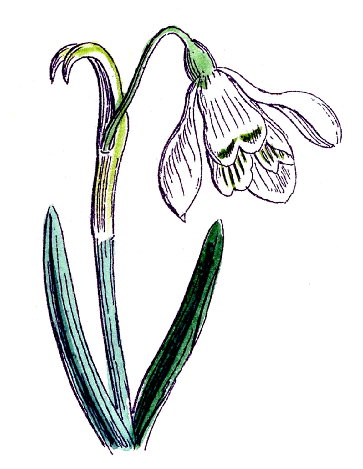 1160x1500 Snowdrop Clipart Vintage