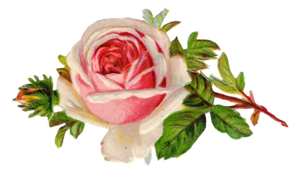 1024x601 Free Vintage Rose Clip Art Clip Art, Free Printables And Vintage