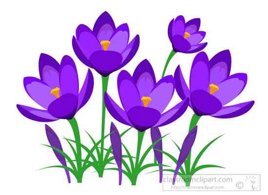 550x400 Flowers Clipart Perennial Purple Crocus Spring Flower Clipart