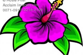 343x228 Hawaiian Flowers Pictures Clip Art