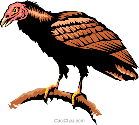 480x431 Turkey Vulture Royalty Free Vector Clip Art Illustration Anim0266