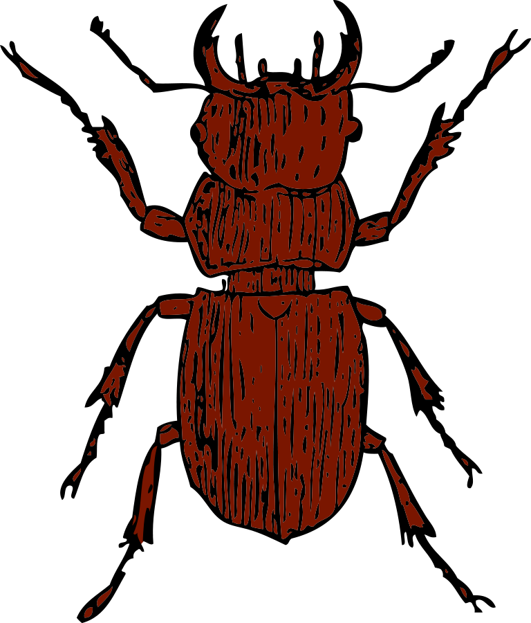 768x900 Beetle Clip Art