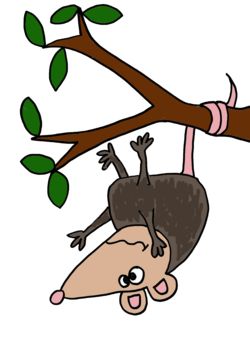 250x340 Funny Possum Hanging From Tree Cartoon Waldo And Tubbs