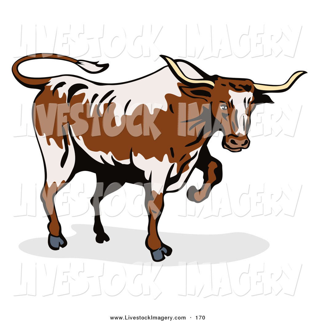 1024x1044 Clip Art Of A Walking Texas Bull Over White By Patrimonio