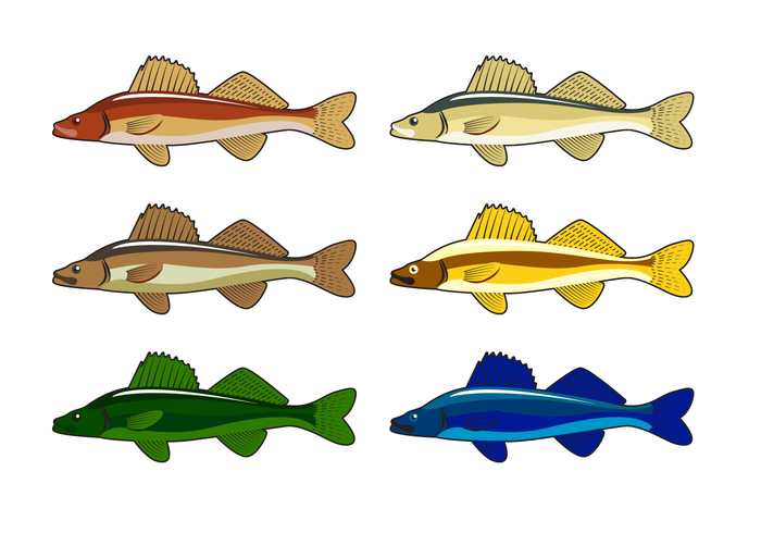 700x490 Free Walleye Vector