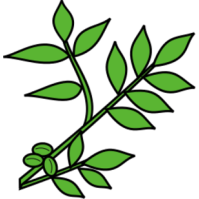 199x199 Walnut Branch Walnut Gt Twig Clipart Panda