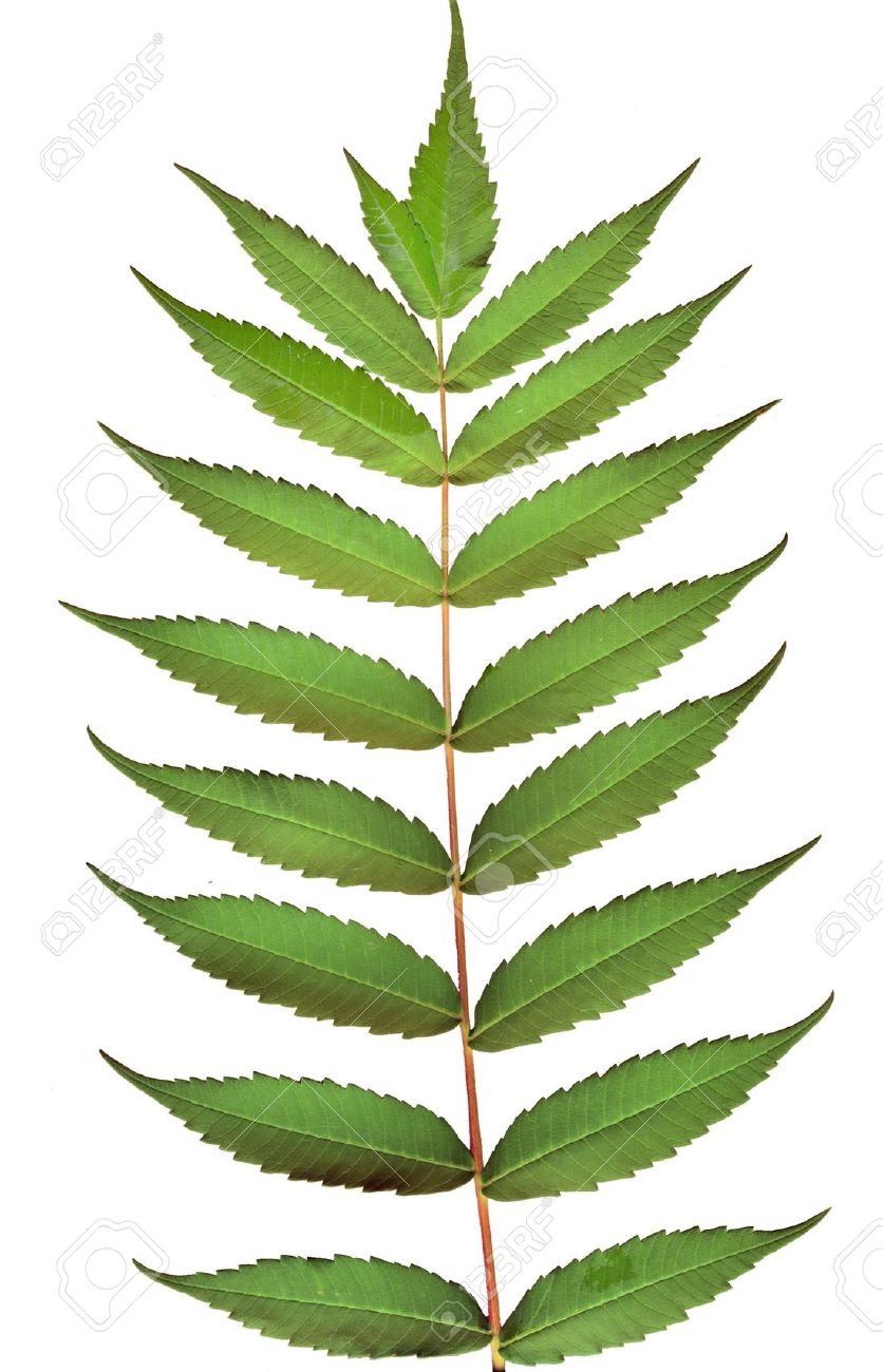 836x1300 Walnut Clipart Acorn Free Collection Download And Share Walnut