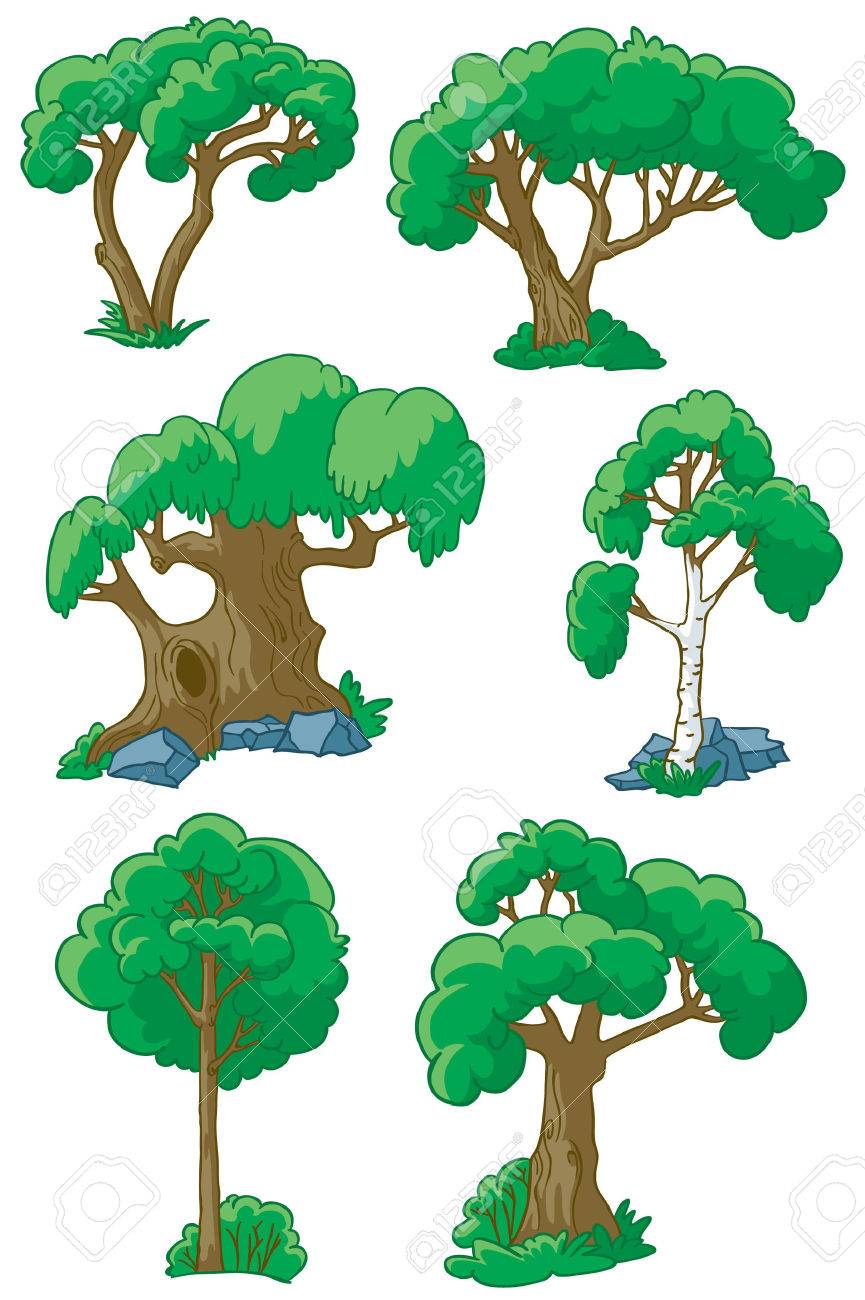 865x1300 Birch Clipart Beech Tree