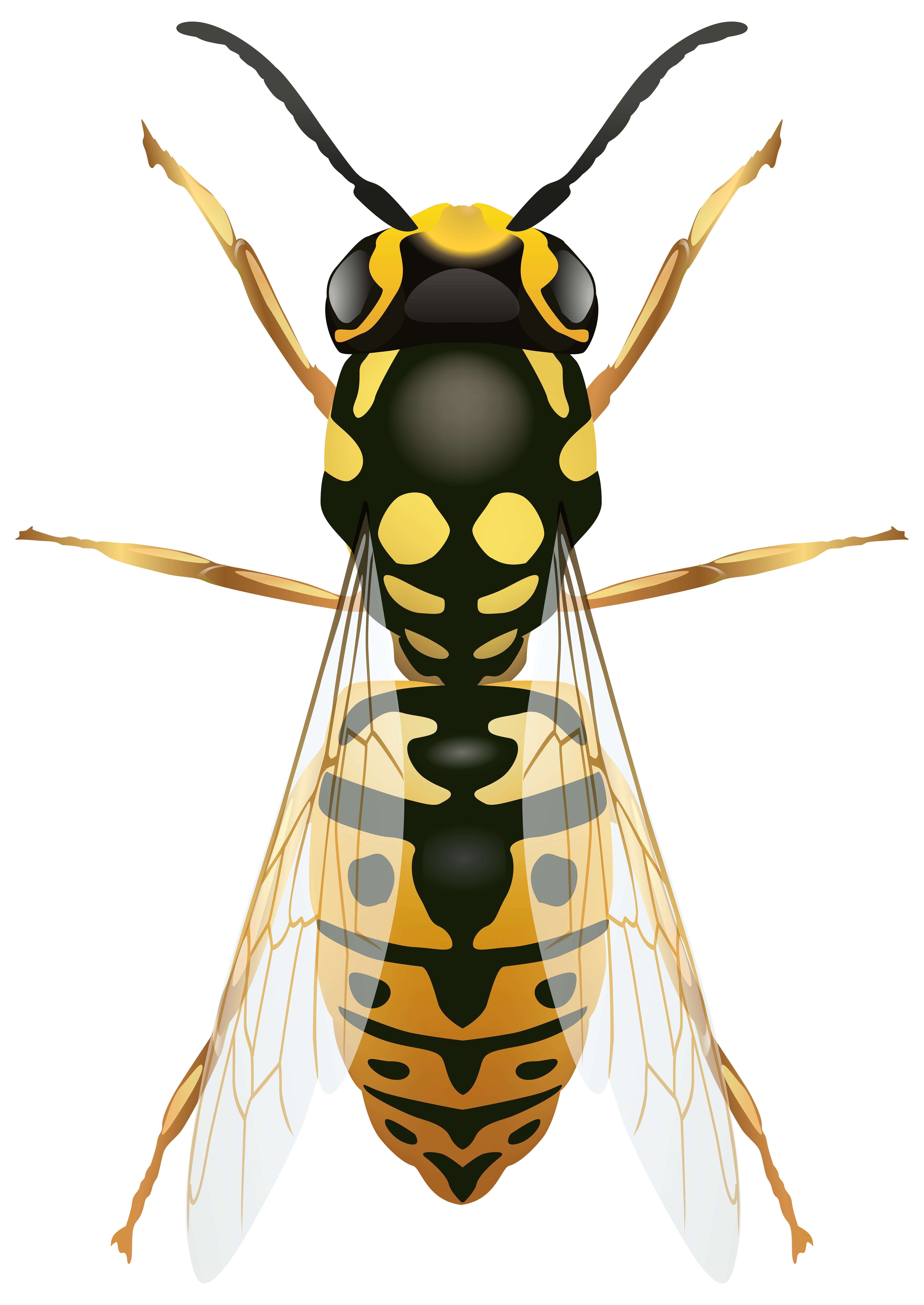 5668x8000 Wasp Png Clip Art