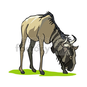300x300 Royalty Free Peaceful Grazing Wildebeest 129700 Vector Clip Art