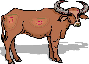 307x222 Buffaloes Animated Images, Gifs, Pictures Amp Animations