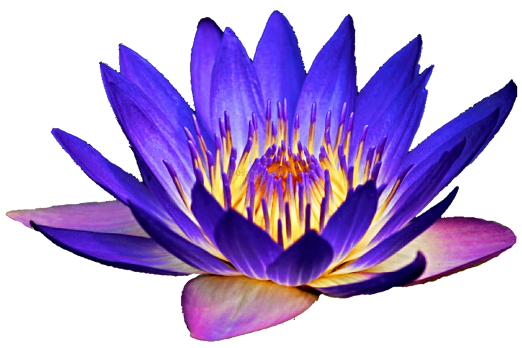 1024x683 Night Light Water Lily By Jeanicebartzen27