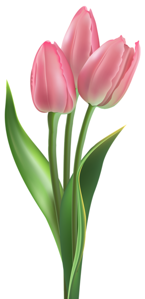 292x600 Soft Pink Tulips Png Clipart Image Tulip And Water Lilies