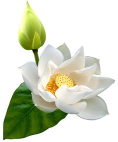236x283 Water Lily Png Clip Art Image Adobe Photoshop