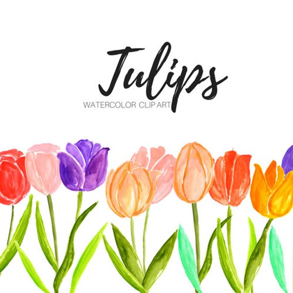 570x570 Tulip Clipart Flower Clip Art Floral Clip Art Watercolor