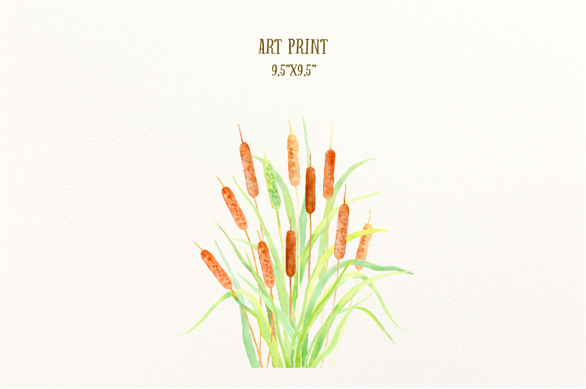 1161x772 Watercolor Clip Art Cattail Bulrush By Cornercroft