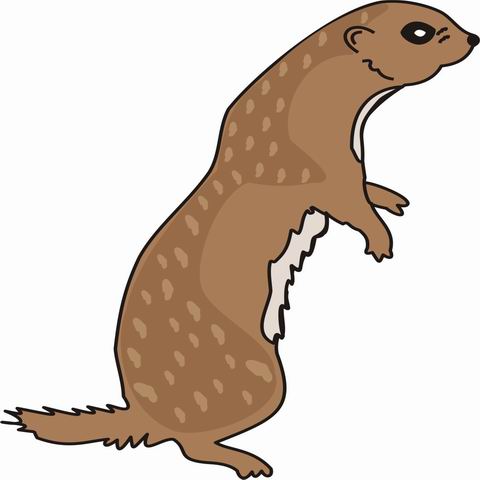 480x480 Weasel Clipart River Otter 4049084