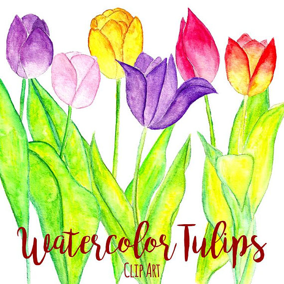570x570 Watercolor Tulips Clip Art, Custom Invitations Clip Art, Digital