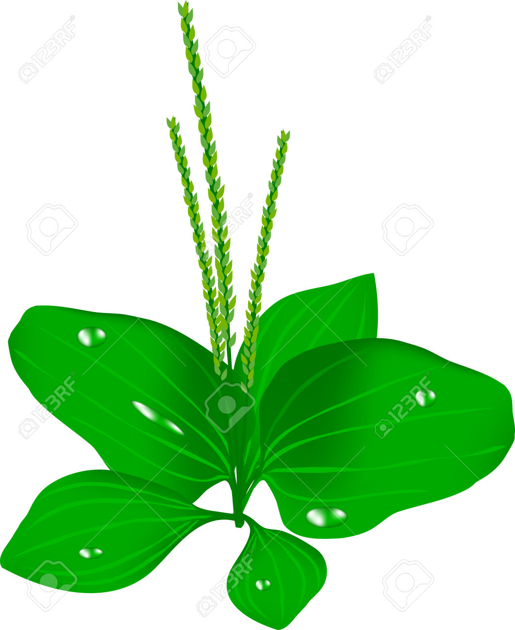 1063x1300 Roadside Weed Clipart