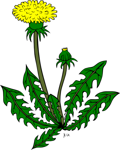 480x599 Weed Clipart Dandelion Weed Clip Art
