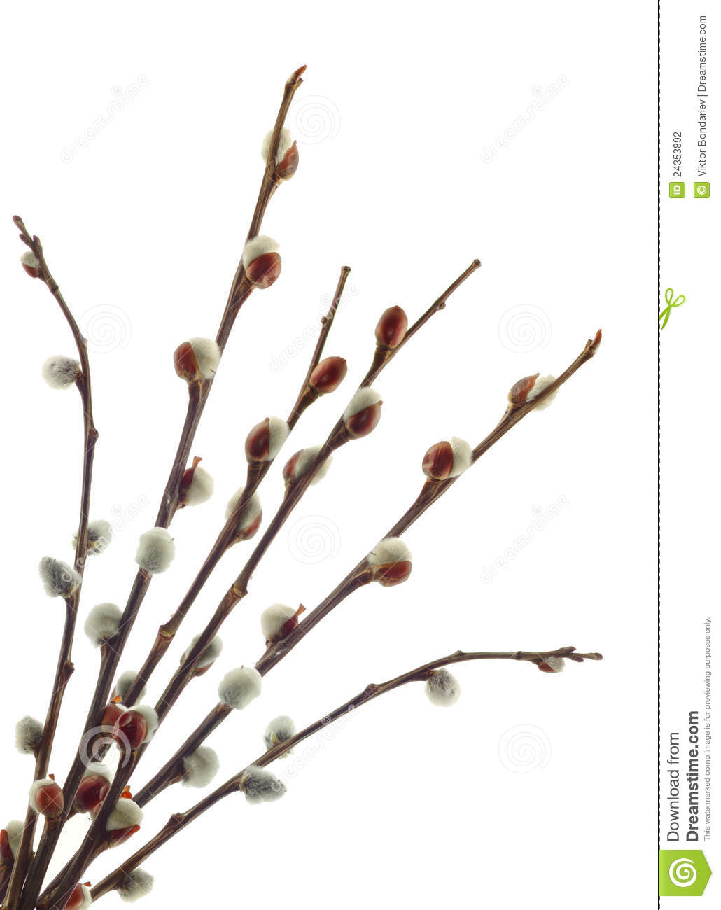 1030x1300 Pussy Willow Clipart