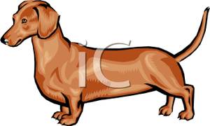 300x180 Weiner Dog Clipart