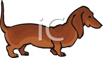 350x197 Breed Of Dog Dachshund