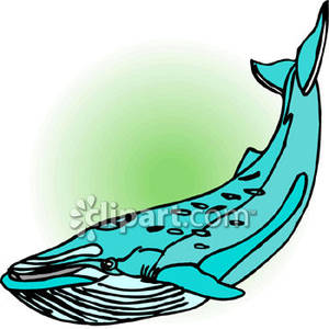 300x300 A Blue Whale With Barnacles Royalty Free Clipart Picture
