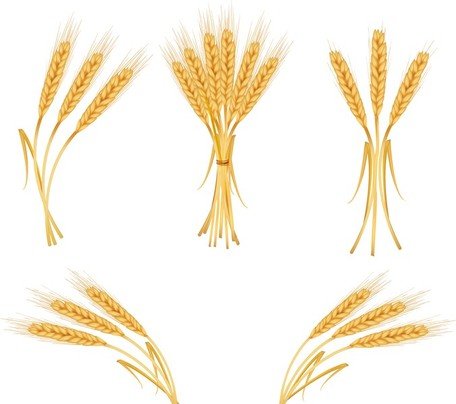 456x404 Free Yellow Wheat 04 Clipart And Vector Graphics