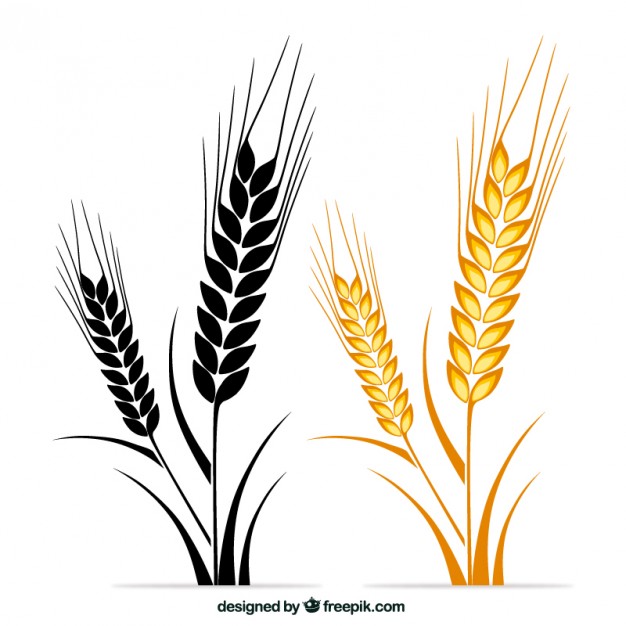 626x626 Wheat Vectors, Photos And Psd Files Free Download