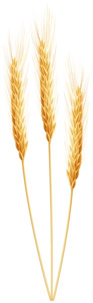 185x600 Sheaf Of Wheat