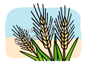 300x225 Clip Art Basic Words Wheat Clipart Panda