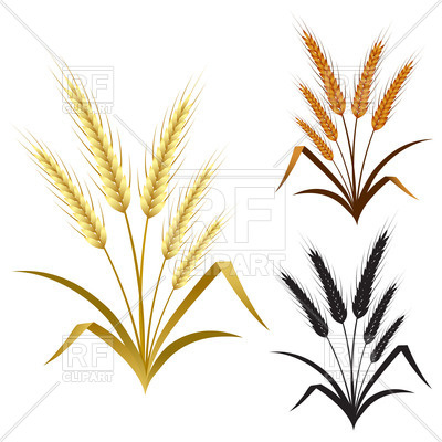400x400 Ears Of Wheat, Barley And Rye Royalty Free Vector Clip Art Image