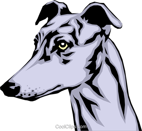 480x444 Greyhound Royalty Free Vector Clip Art Illustration Anim0340