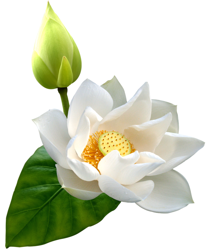 819x985 White Lotus Png Clip Art