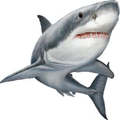 236x236 Great White Seacreatures Shark, Animal And Ocean