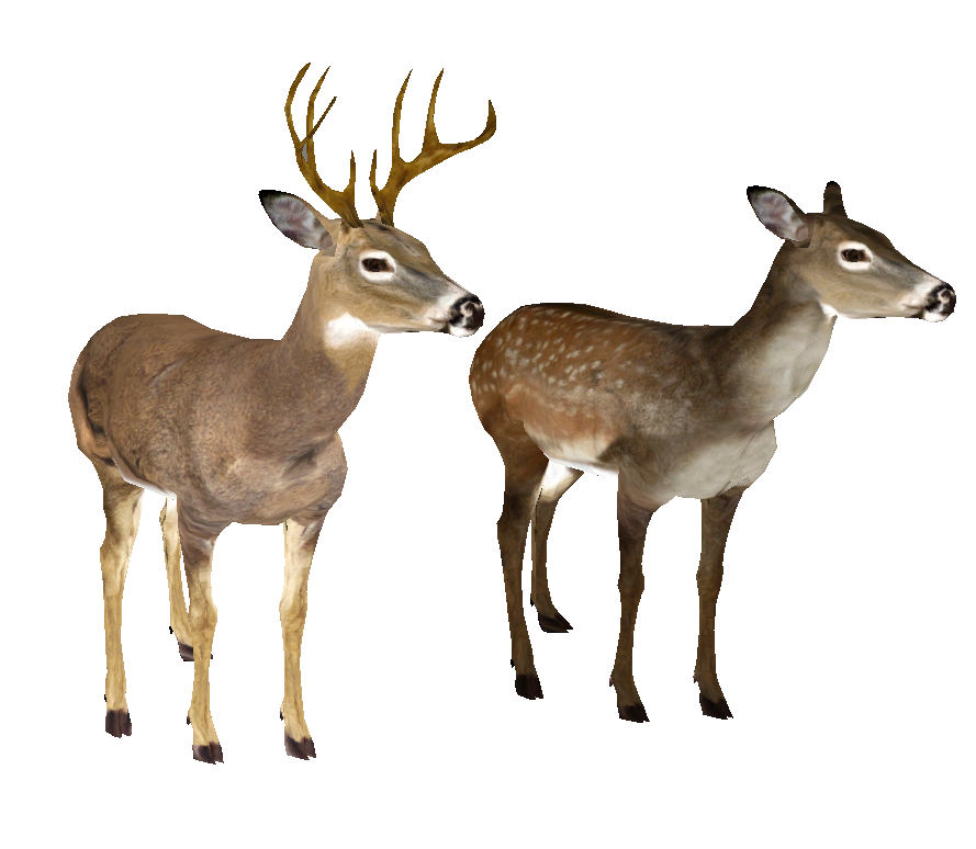 889x774 White Tailed Deer Clipart Transparent Background