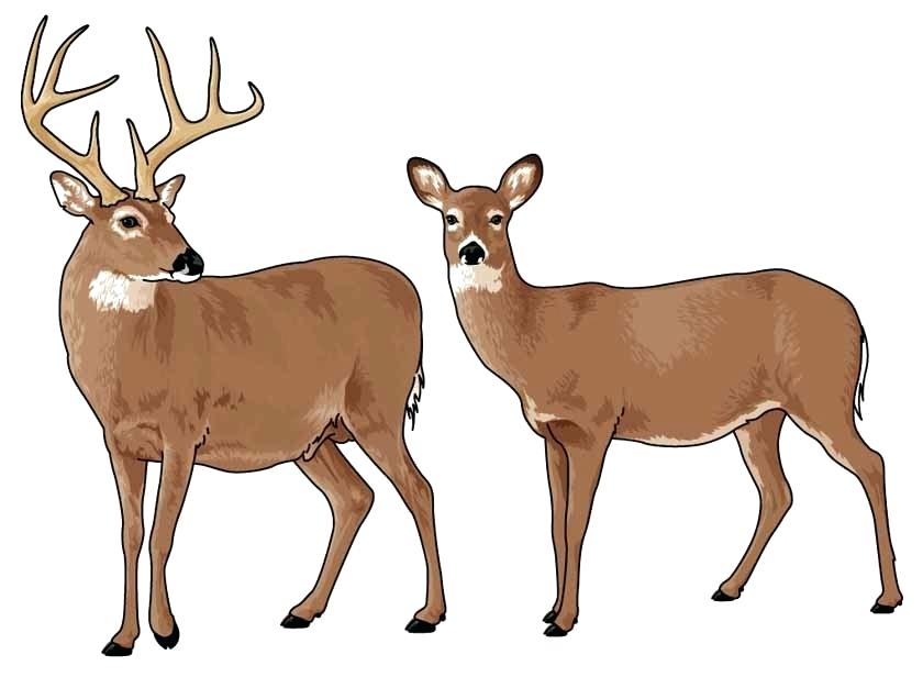 840x616 White Tailed Deer Clip Art Whitetail Deer Wallpaper Realistic