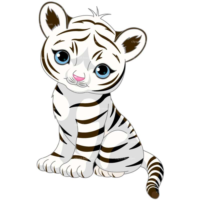800x800 White Tiger Clipart Clipart White Tiger Royalty Free Vector Design