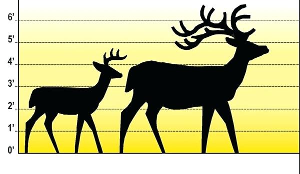 600x349 White Tailed Deer Clip Art Whitetail Deer Head Silhouette