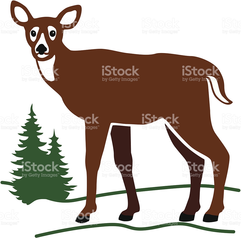 1024x1009 White Tailed Deer Clipart Colored