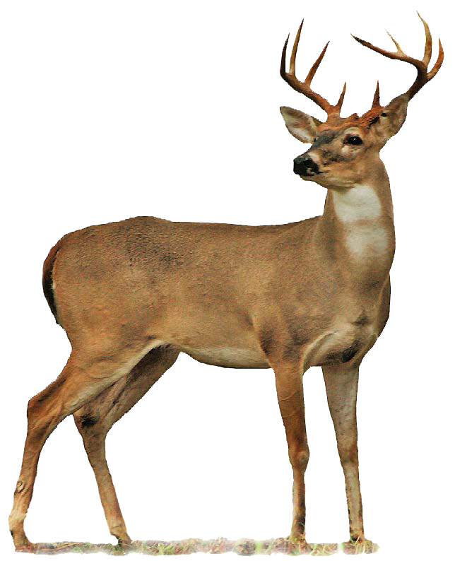 644x794 Buck Clipart Wildlife
