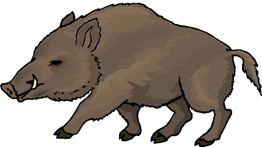 900x506 Wild Boar Clip Art