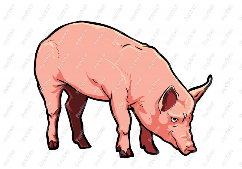 800x558 Boar Clipart Cartoon