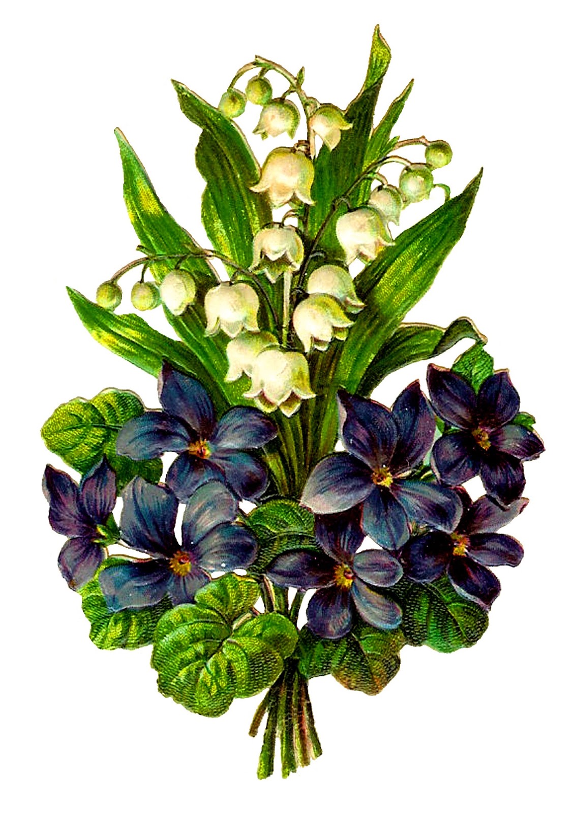 1127x1600 Antique Images Free Printable Flower Lily Of The Valley Violet