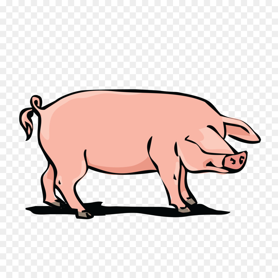 900x900 Domestic Pig Pork Clip Art