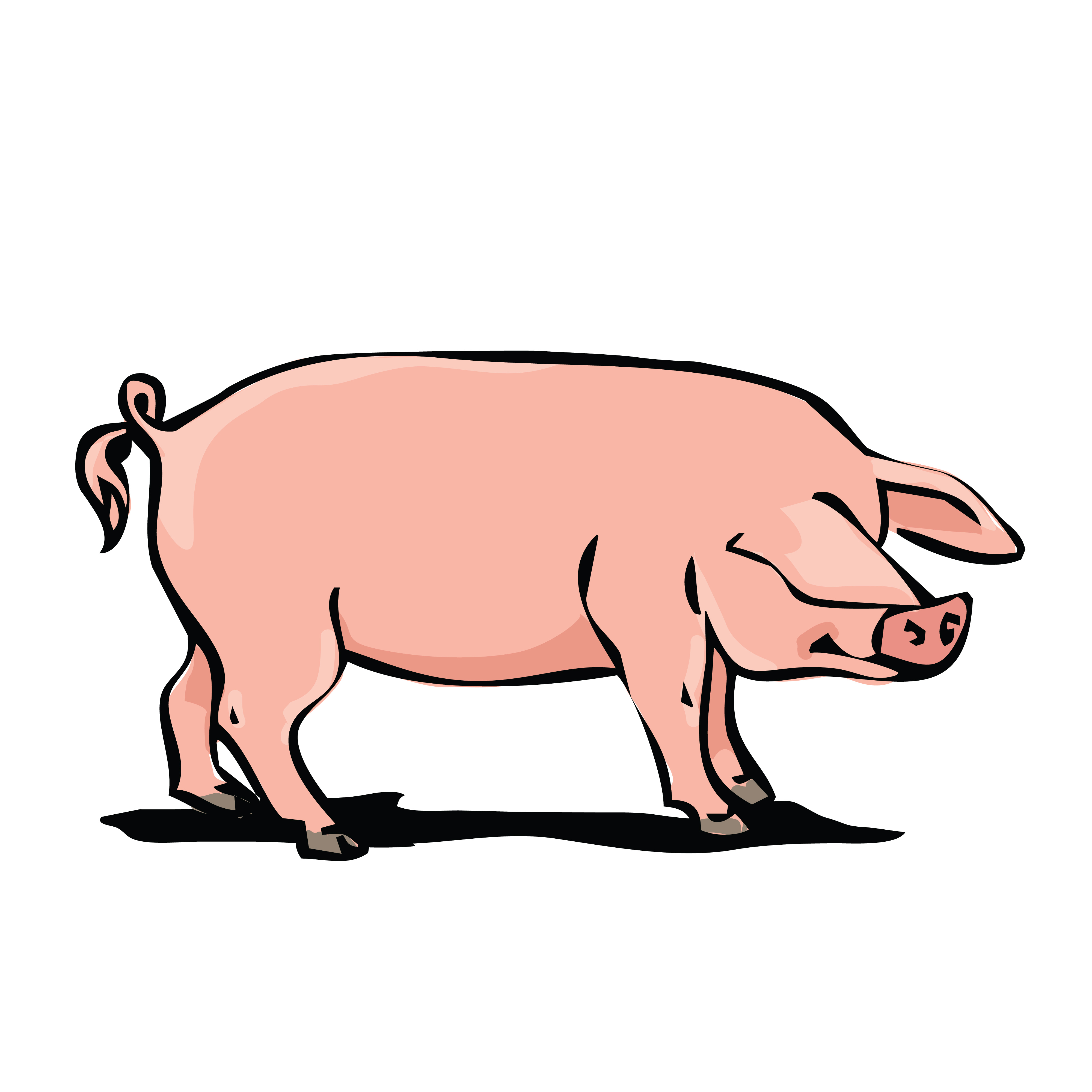4000x4000 Free Clipart Of A Hog