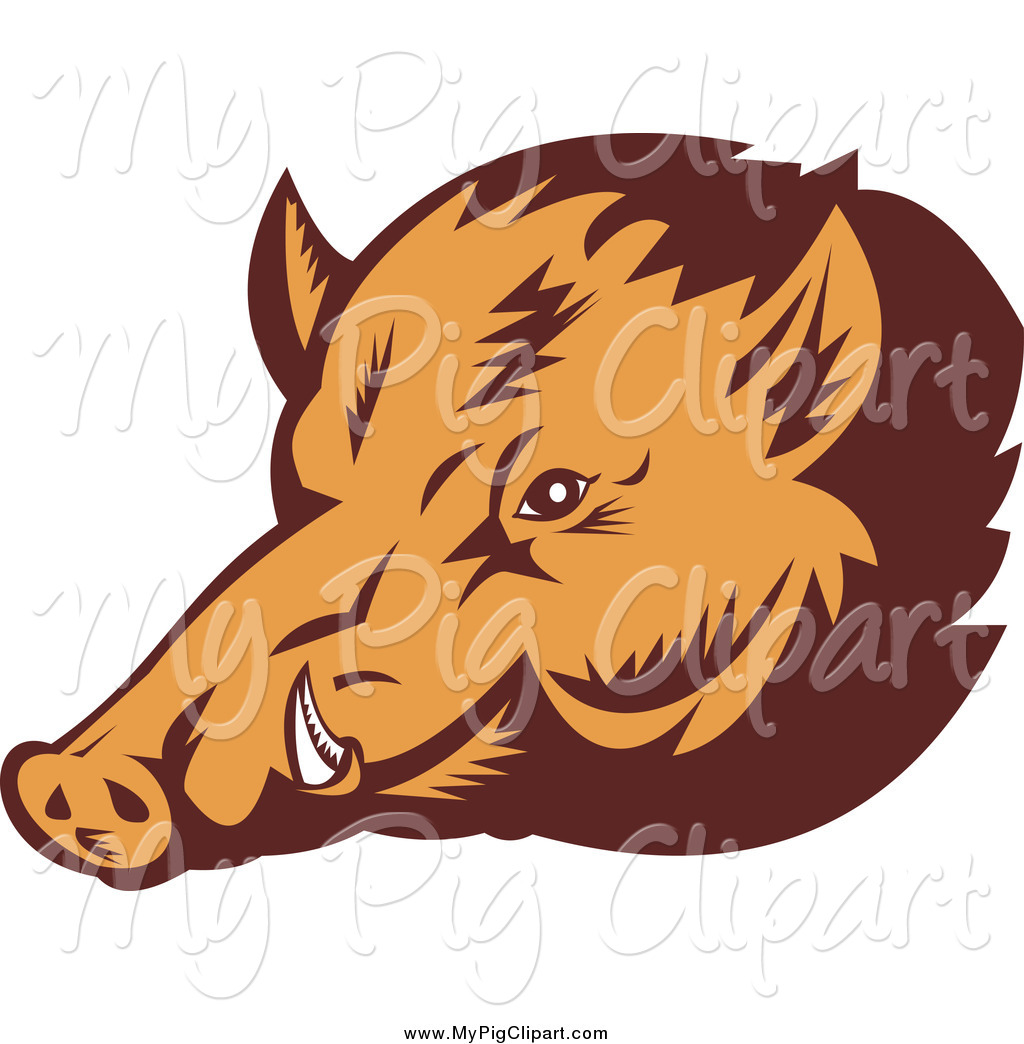 1024x1044 Royalty Free Wild Boar Stock Pig Designs