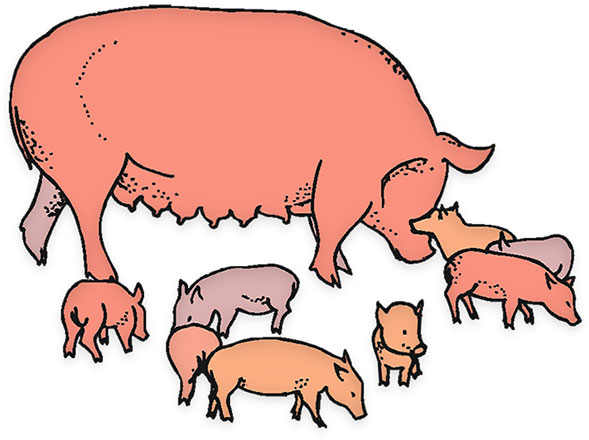 589x440 Boar Clipart Animal